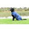 Weatherbeeta Comfitec Windbreaker Dog coat