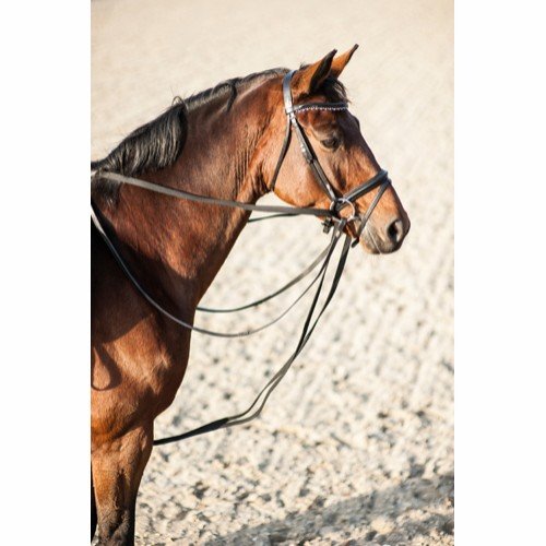 HorseGuard Webbing glidetjle