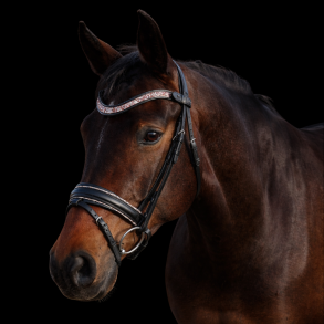 SD Design Action Bridle Black/Rosegold
