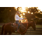 Ariat Futurity Boon Western Stvler Woman, Pecan Brown