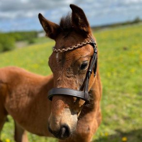 byWeber Luca showgrime fl brun