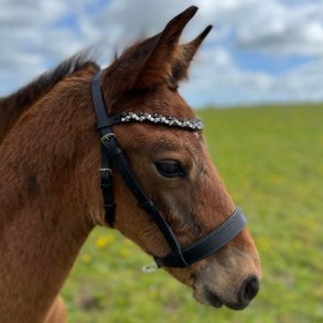 byWeber Valletta showgrime fl