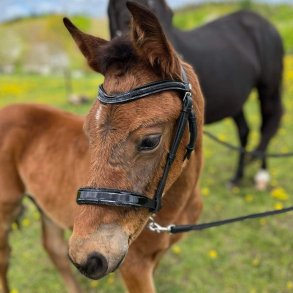 byWeber Jessie showgrime fl