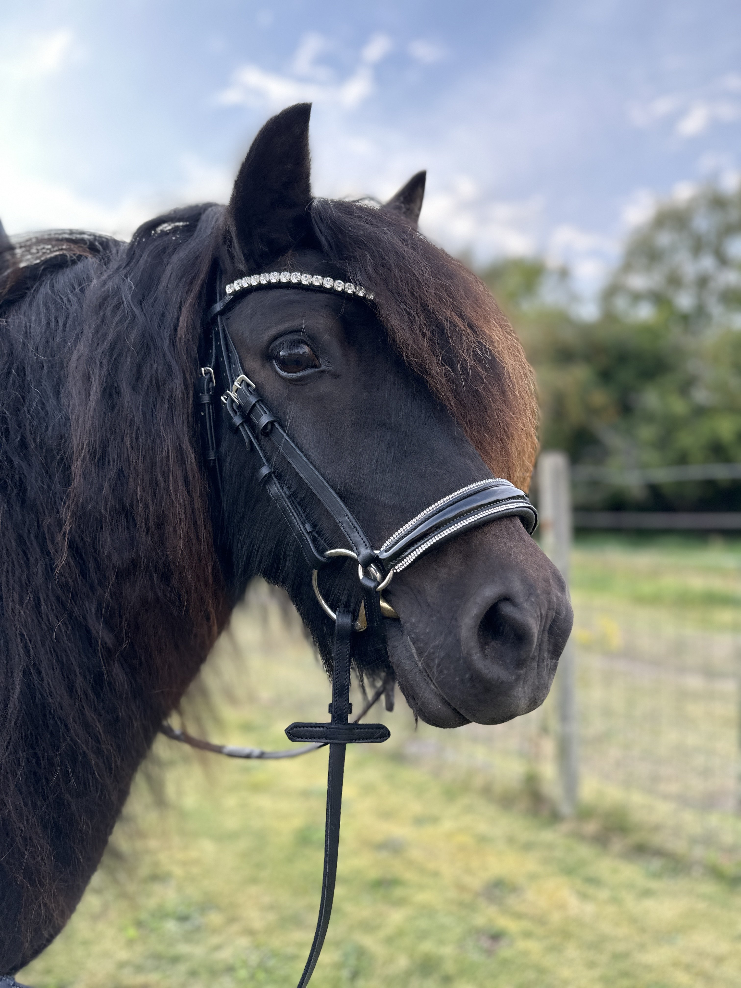 ByWeber Jolly trense black/black, 