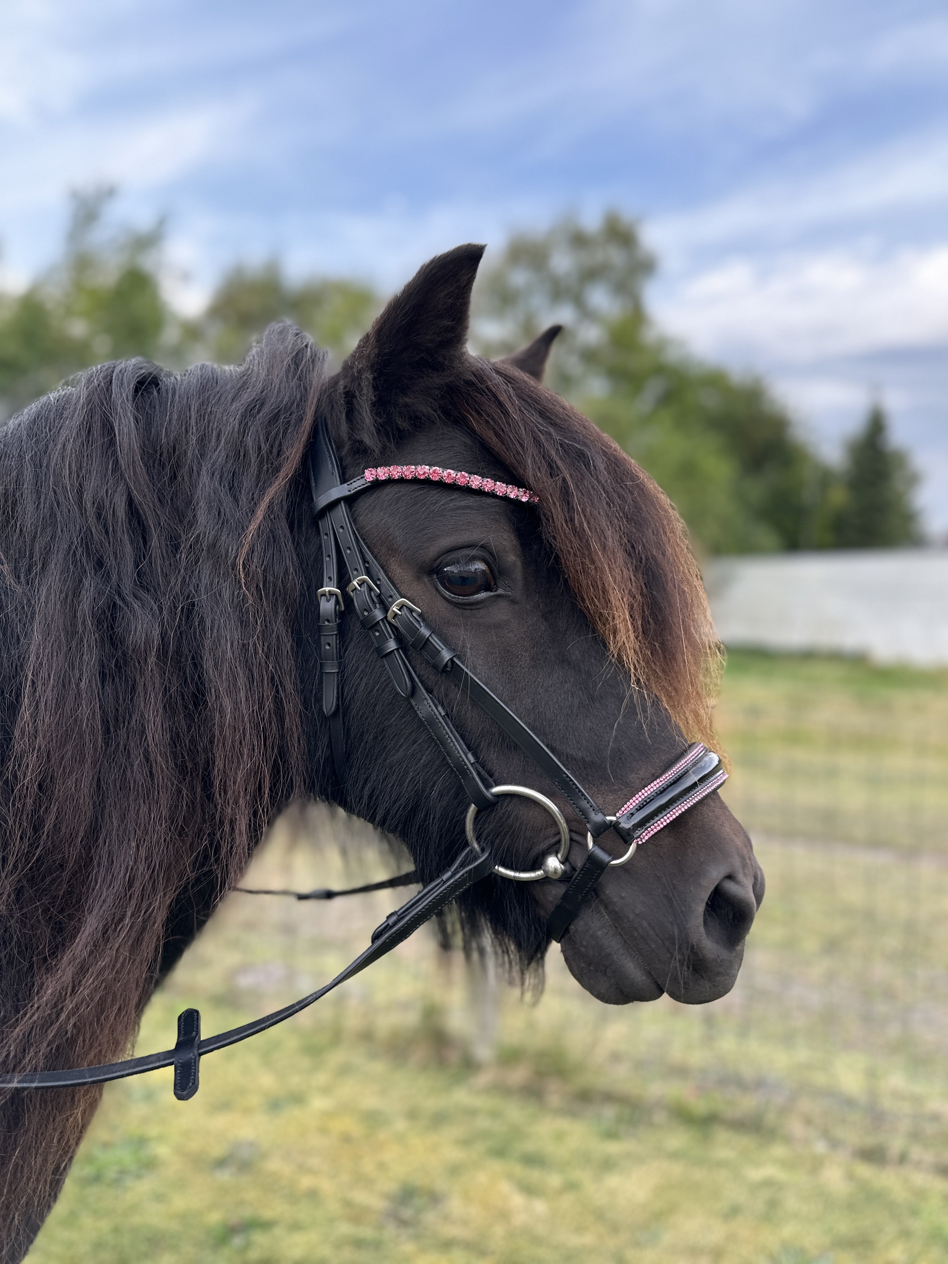 ByWeber Molly trense black/black, 