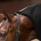 Imperial Riding Fleecet�ppe med Hals - Sort