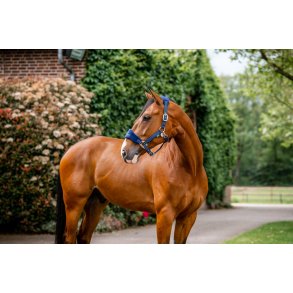 Horseware Signature Grooming Headcollor