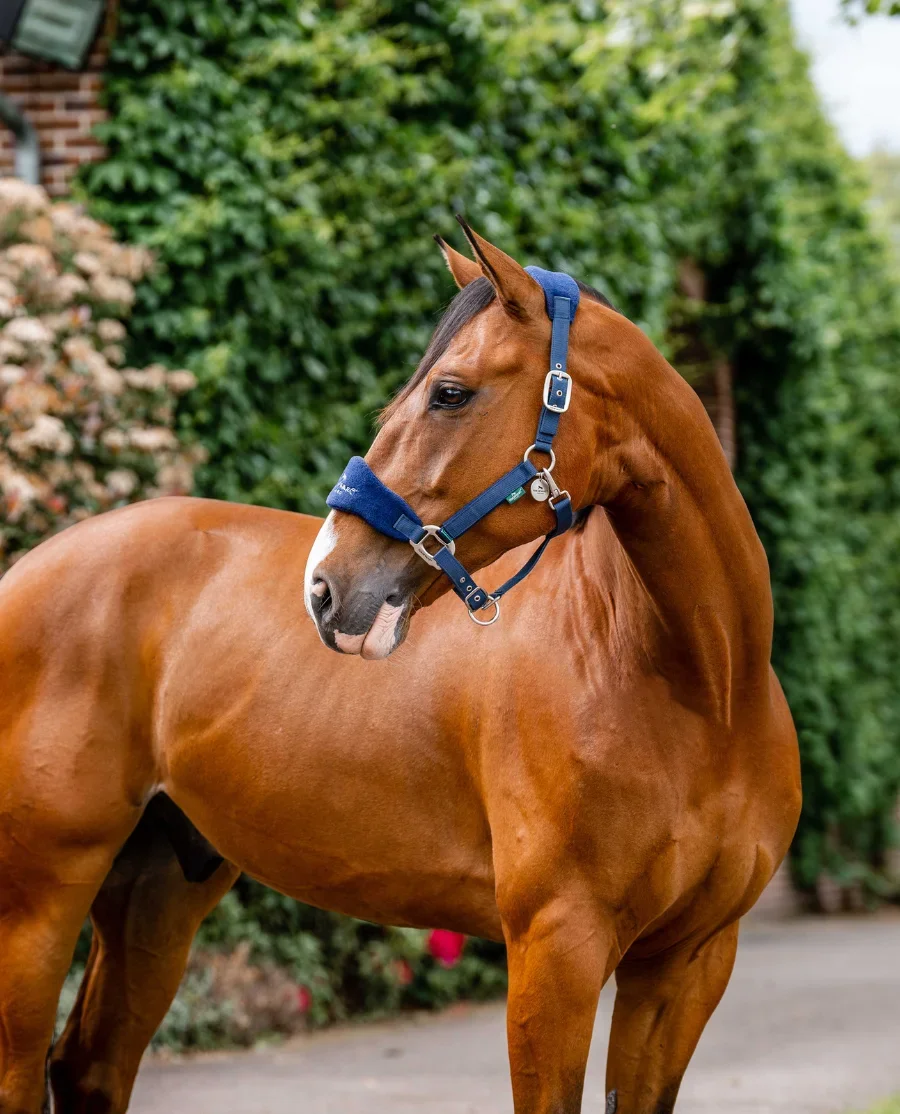 Horseware Signature grooming grime navy