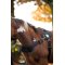 Kavalkade Foalmaster Harness med hndtag