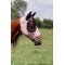Professional's Choice Comfort Fit Fly mask med hul til pandelokken