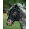 Professional's Choice Comfort Fit Fly mask med hul til pandelokken - MINI STRRELSER