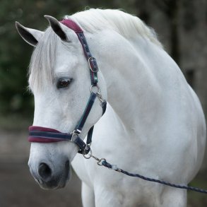 Rambo Padded Headcollar 