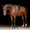 Imperial Riding indsp�ndingst�jler med elastik� - Brun