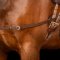 Imperial Riding indsp�ndingst�jler med elastik� - Brun