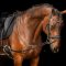 Imperial Riding indsp�ndingst�jler med elastik� - Sort