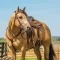 Weaver Equine Pioneer Turquoise Cross breast collar, Western