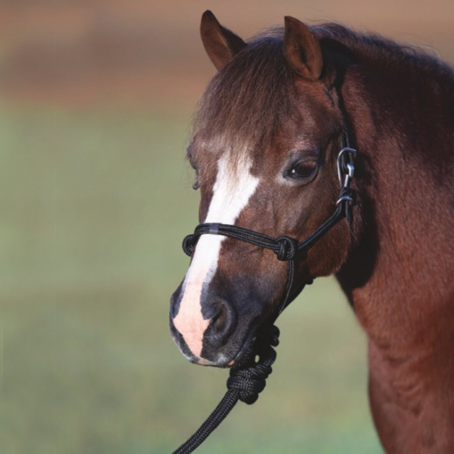 Professionals Choice Easy On Rope Halter Mini